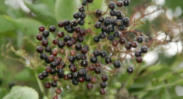 Kdy je nejlepší čas sbírat červený bez, načasování a technika